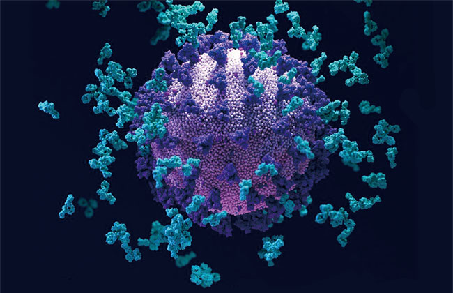 코로나 바이러스를 둘러싸고 있는 슈퍼 항체. 청록색 부분이 항체다. ⓒphoto nature.com