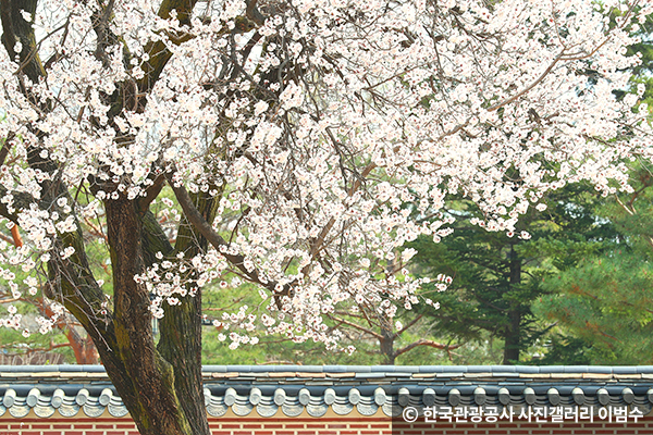 서울 경복궁. photo 한국관광공사 제공