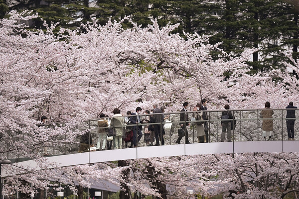 지난 2022년 3월 31일 벚꽃이 만개한 도쿄 시내의 모습. photo AP통신