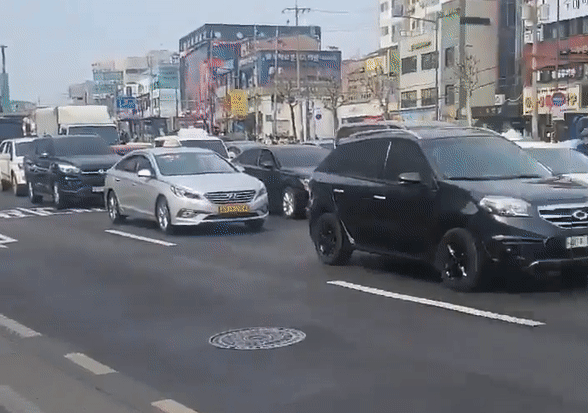 지난해 대낮 도심에 출몰했던 얼룩말 세로. photo 온라인 커뮤니티 발췌