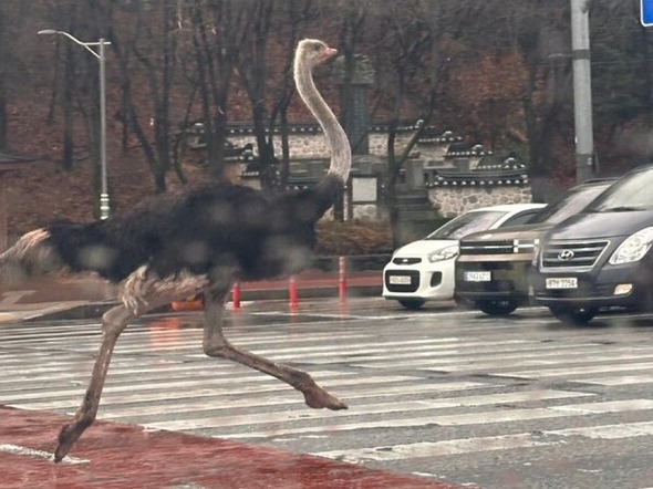 경기도 성남시 도로를 달리는 '타돌이'. photo SNS 캡처