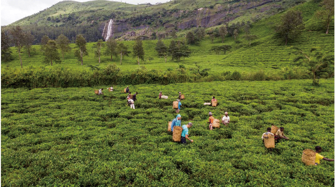 저스트 아이스 티의 원재료를 공급받는 세계 최대 유기농 차밭인 모잠비크의 ‘그린 엘도라도’.