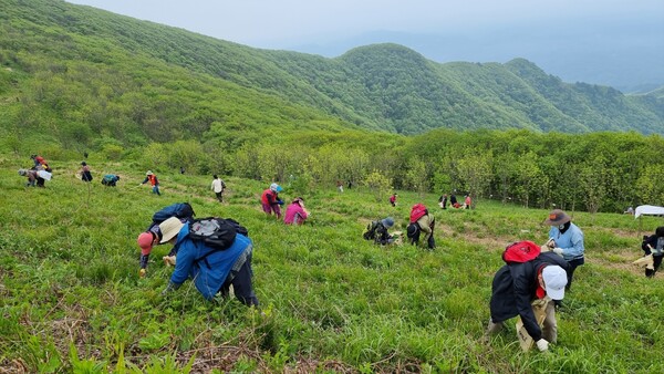 산나물을 채취하고 있는 사람들. photo 뉴시스 (해당 사진은 기사의 이해를 돕기 위한 자료로 기사 내용과는 무관합니다)