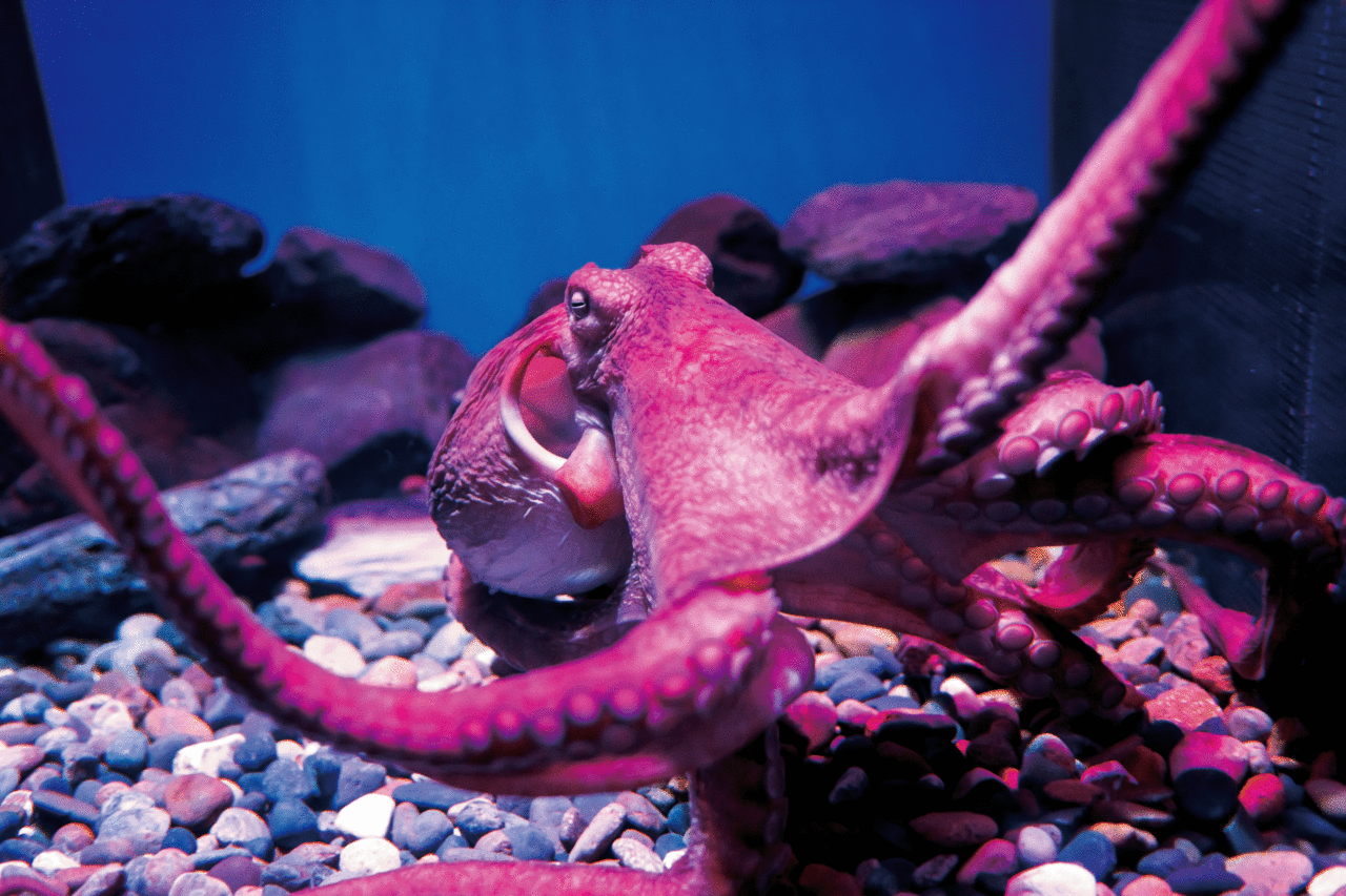 해수면 온도가 높아지면 문어는 점점 시력을 잃어간다. photo Pexels