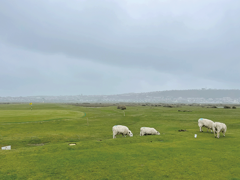 골프코스에서 풀을 뜯고 있는 양떼들.