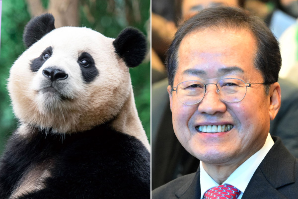 왼쪽부터 푸바오와 홍준표 대구시장. photo 뉴시스 / 편집 주간조선