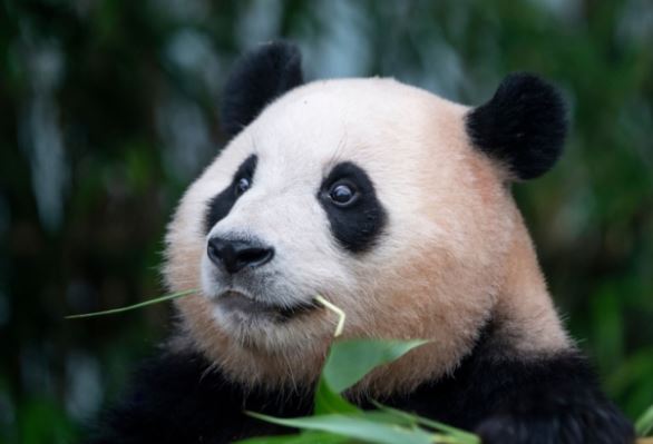 한국 경기도 용인 에버랜드에서 태어나 지난 4월 중국으로 반환된 자이언트 판다 '푸바오'. photo 삼성물산