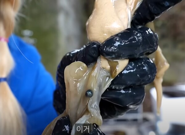 유명 해산물 요리 유튜버가 키조개를 손질하다 진주를 발견했다. photo 유튜브 캡처