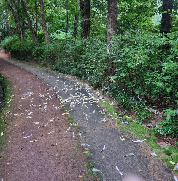 지난 9월 내곡동 인근 아파트 단지 내 산책로에서 발견된 오물풍선 잔해. photo 독자 제공