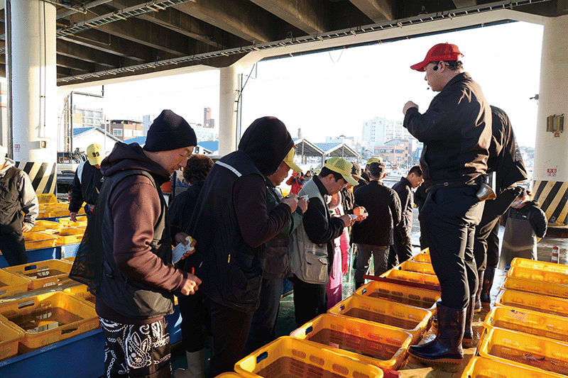 지난 5월 8일 오전 강릉 주문진항에서 수산경매가 열린 모습. photo 이경호 영상미디어 기자