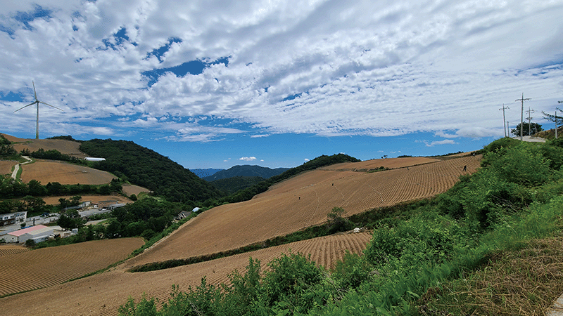 국내 최대 고랭지 여름배추 재배단지인 해발 1100m 강원도 강릉 왕산면 안반데기마을. photo 이동훈 기자