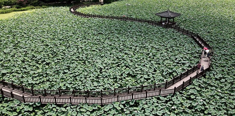 연꽃이 가득 핀 전주 덕진공원. photo 뉴스1