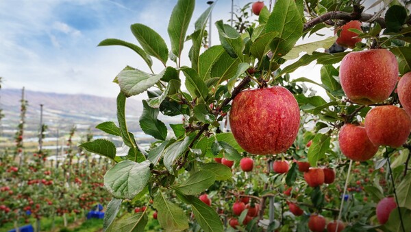 '엔비 사과'를 생산하는 H&B아시아의 양구 직영 농장. photo H&B아시아