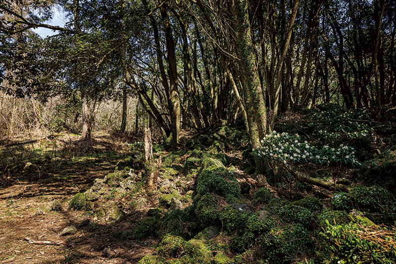 오랜 이야기를 간직한 ‘비밀의 숲’ 같은 제주시 한경면 저지리 ‘저지곶자왈’. photo 장은주 영상미디어 객원기자