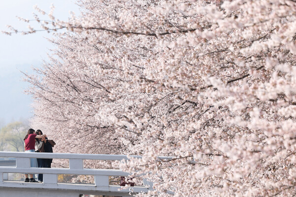 완연한 봄 날씨가 이어지는 2일 오전 서울 서초구 매헌시민의 숲을 찾은 시민들이 벚꽃 사진을 찍고 있다. photo 뉴스1