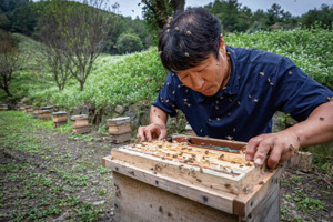 "옥상에 웬 벌통?"...도시에서 꿀벌 돌보는 사람들 - 뉴스 썸네일 이미지